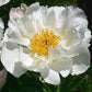 Krinkled White Peony