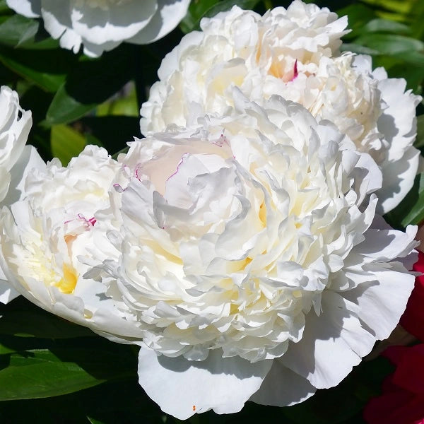 Madame de Verneville - 3/5 Eye Peony