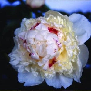 Madame de Verneville - 3/5 Eye Peony