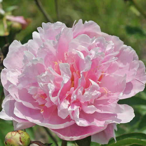 Opal Hamilton Peony - Heritage Collection