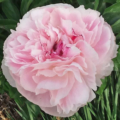 Painted Desert Peony - Heritage Collection