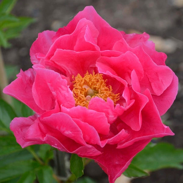 Paula Fay - Hybrid - 3/5 Eye Peony