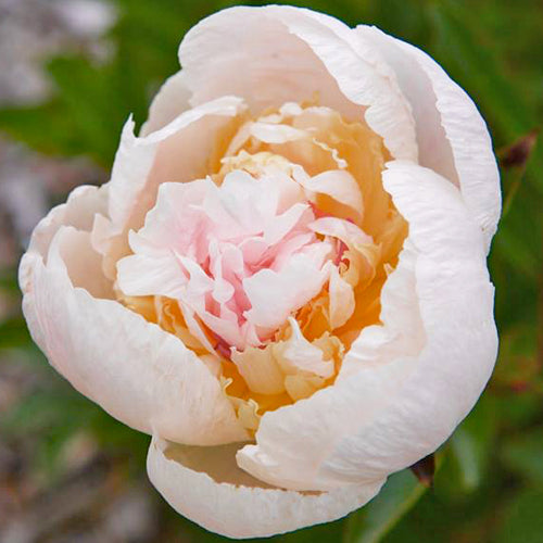 Peach Fluff Peony - Heritage Collection