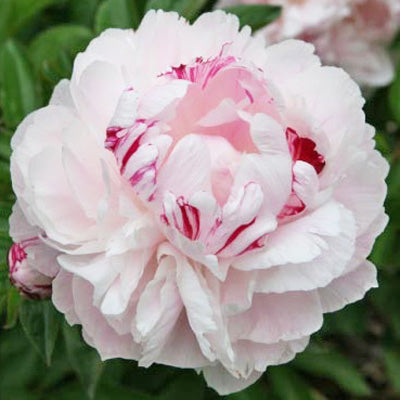 Peppermint Peony - Heritage Collection