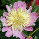 Pink Champagne Peony - Heritage Collection