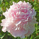 Pink Formal Peony - Heritage Collection