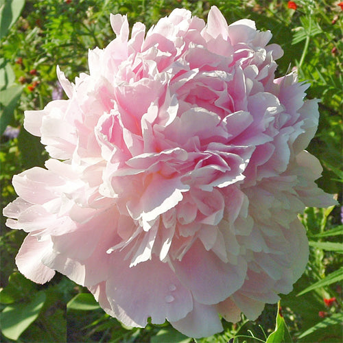 Pink Formal Peony - Heritage Collection