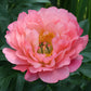 Pink Hawaiian Coral Premium Peony