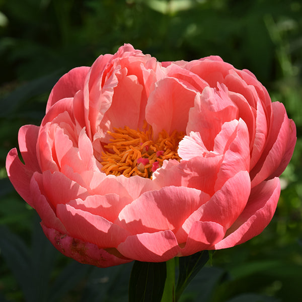 Pink Hawaiian Coral Premium Peony