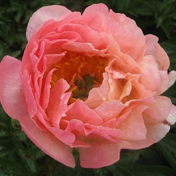 Pink Hawaiian Coral Premium Peony