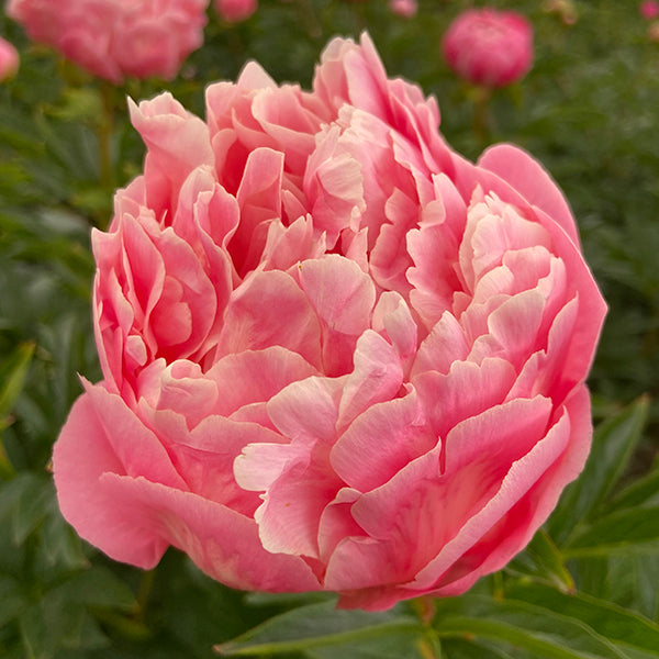 Pink Hawaiian Coral Premium Peony