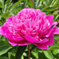 Pink Pompadour - 2/3 Eye Peony