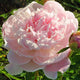 Pink Radiance Peony - Heritage Collection