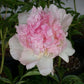 Raspberry Sundae Peony