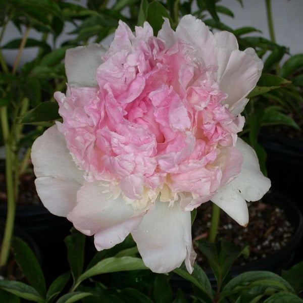 Raspberry Sundae Peony