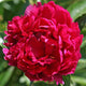 Red Carpet Peony - Heritage Collection