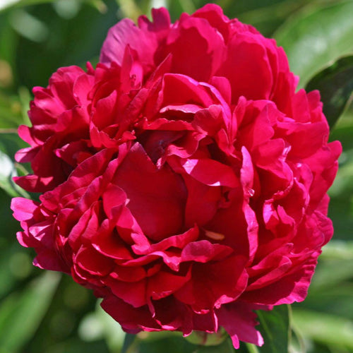 Red Carpet Peony - Heritage Collection