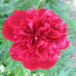 Red Charm - 3/5 Eye Peony