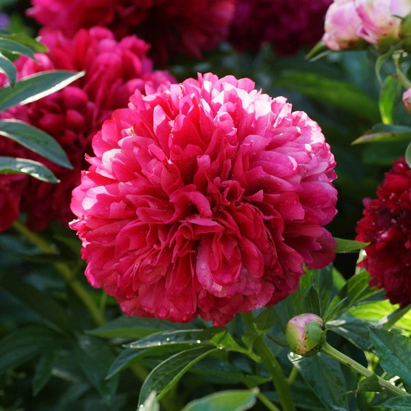 Red Grace - 3/5 Eye Peony