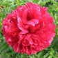 Red Grace - 3/5 Eye Peony