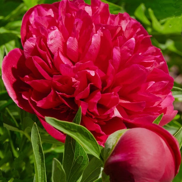 Red Magic - 2/3 Eye Peony