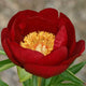 Red Romance Peony - Heritage Collection