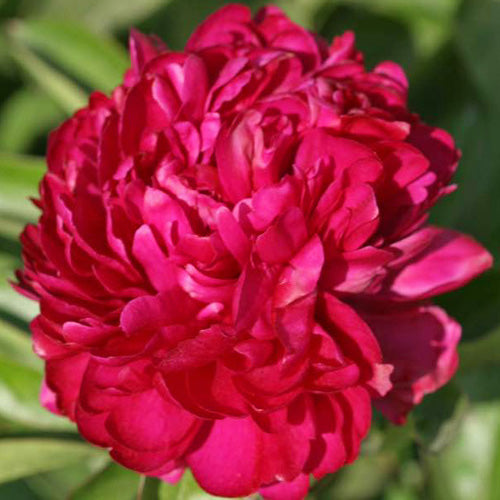 Royal Charter Peony - Heritage Collection