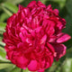 Royal Charter Peony - Heritage Collection