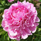 Ruth Cobbs Peony - Heritage Collection