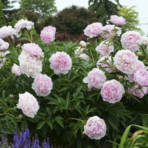 Sarah Bernhardt Peony