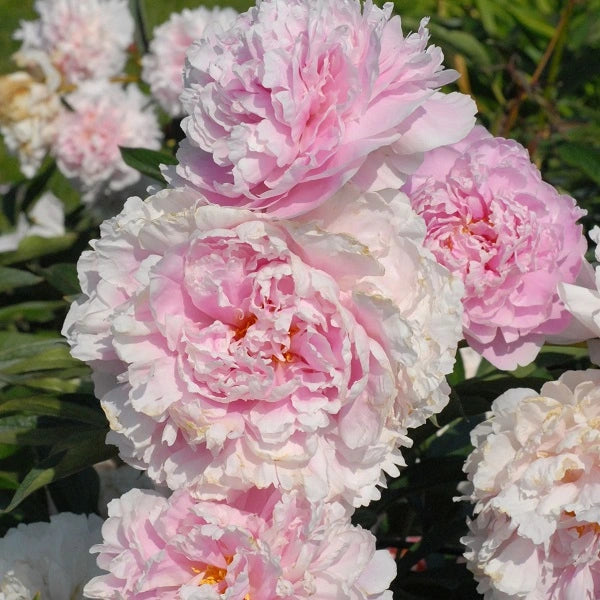 Sarah Bernhardt - 2/3 Eye Peony