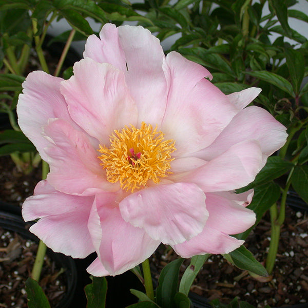 Seashell - 3/5 Eye Peony