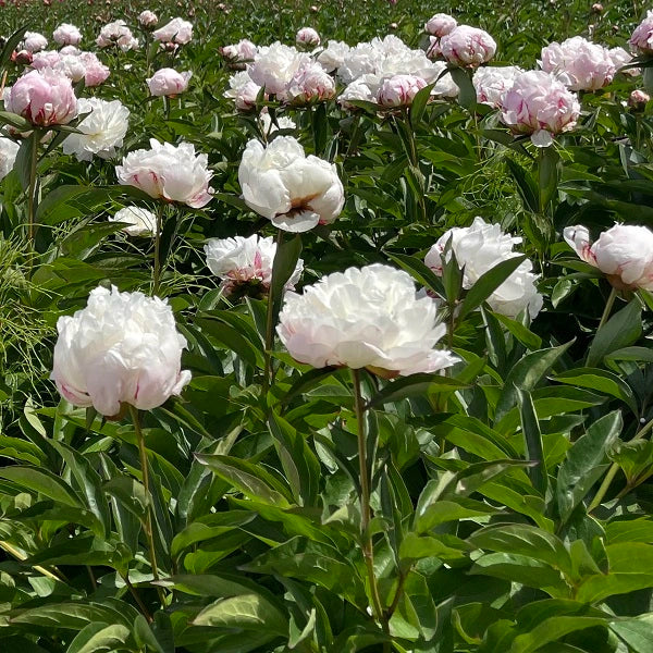 Shirley Temple - 2/3 Eye Peony