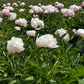 Shirley Temple Peony