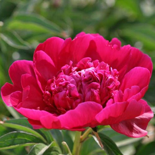 Show-Off Peony - Heritage Collection – Wild & Son