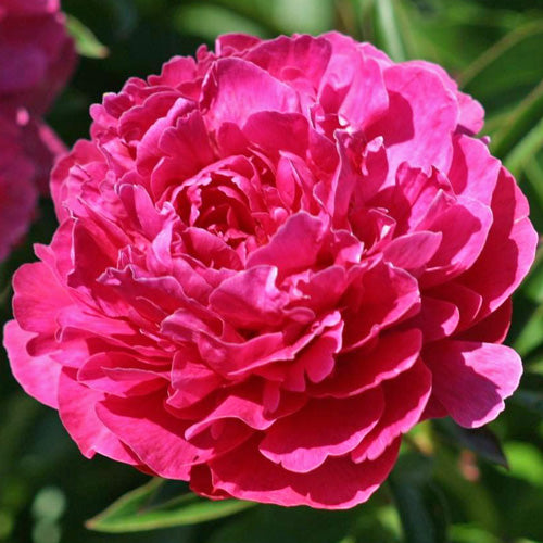 Torch Song Peony - Heritage Collection