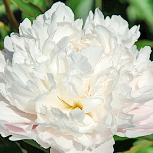 Truly Yours Peony - Heritage Collection