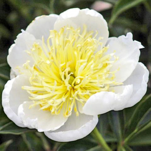 White Sands Peony - Heritage Collection