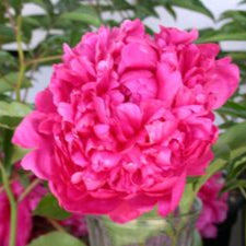 Cherry Royal Peony – Wild & Son