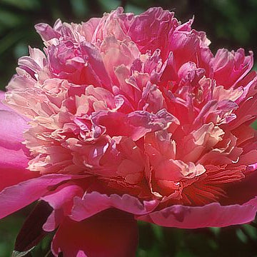 Duchesse de Orleans Peony