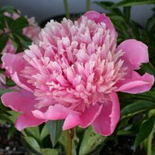 Duchesse de Orleans Peony