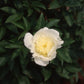 Leto Peony