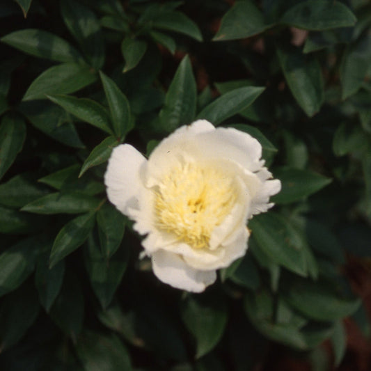 Leto Peony