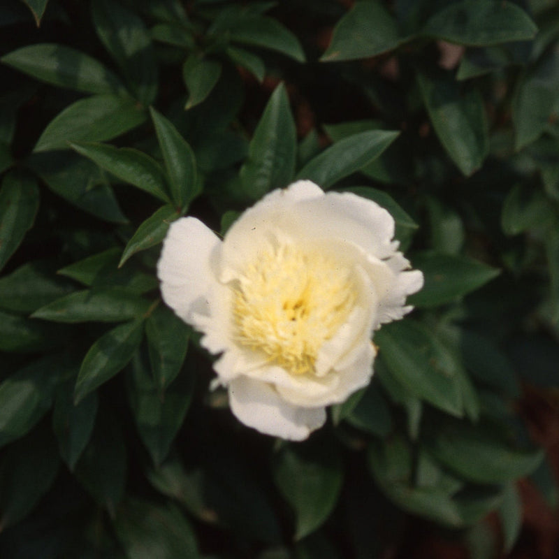Leto Peony