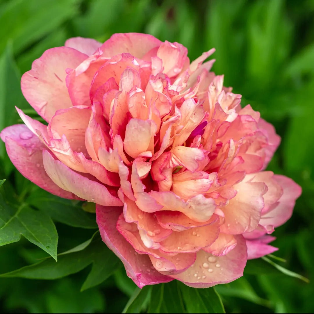 Hillary Itoh Peony