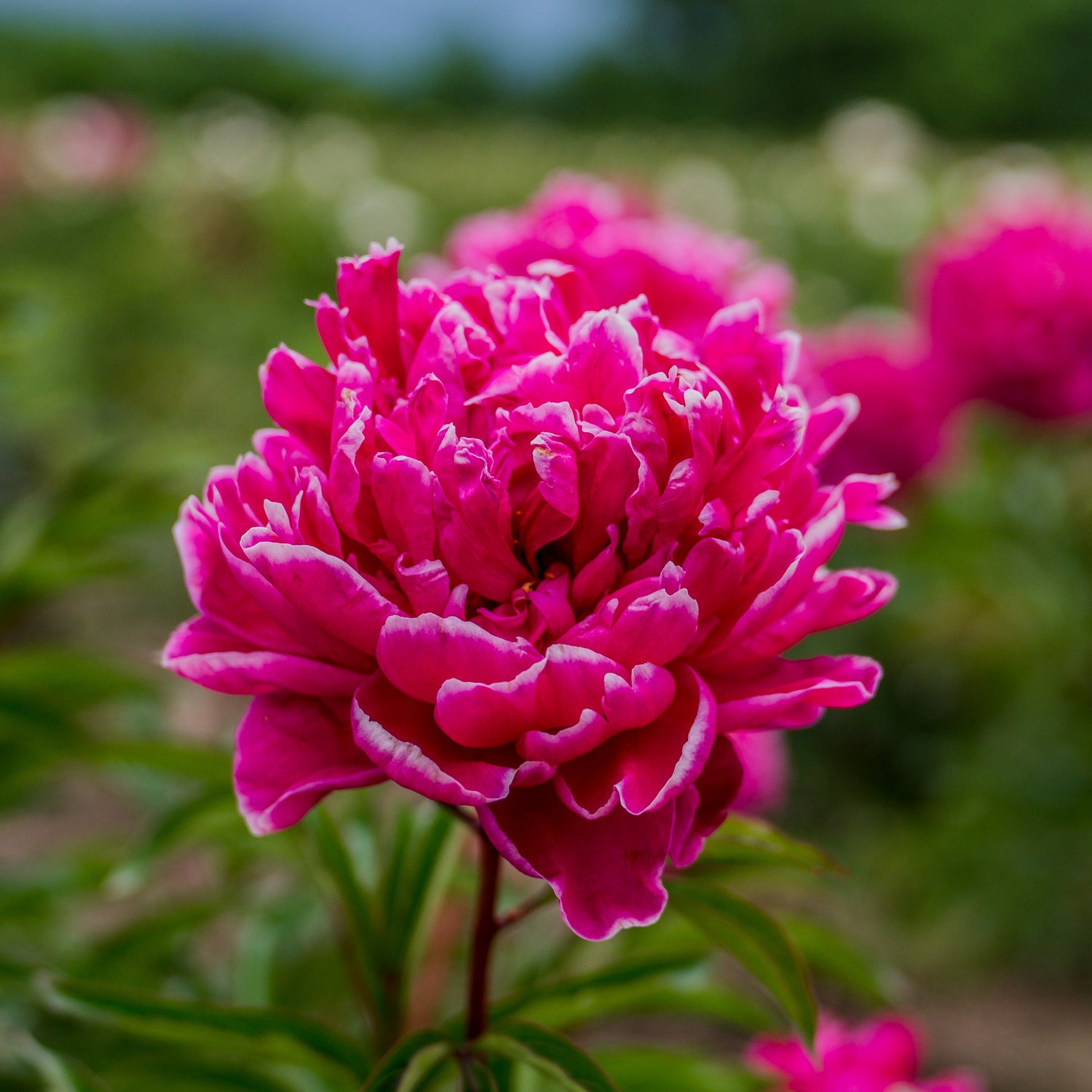 Kansas Peony