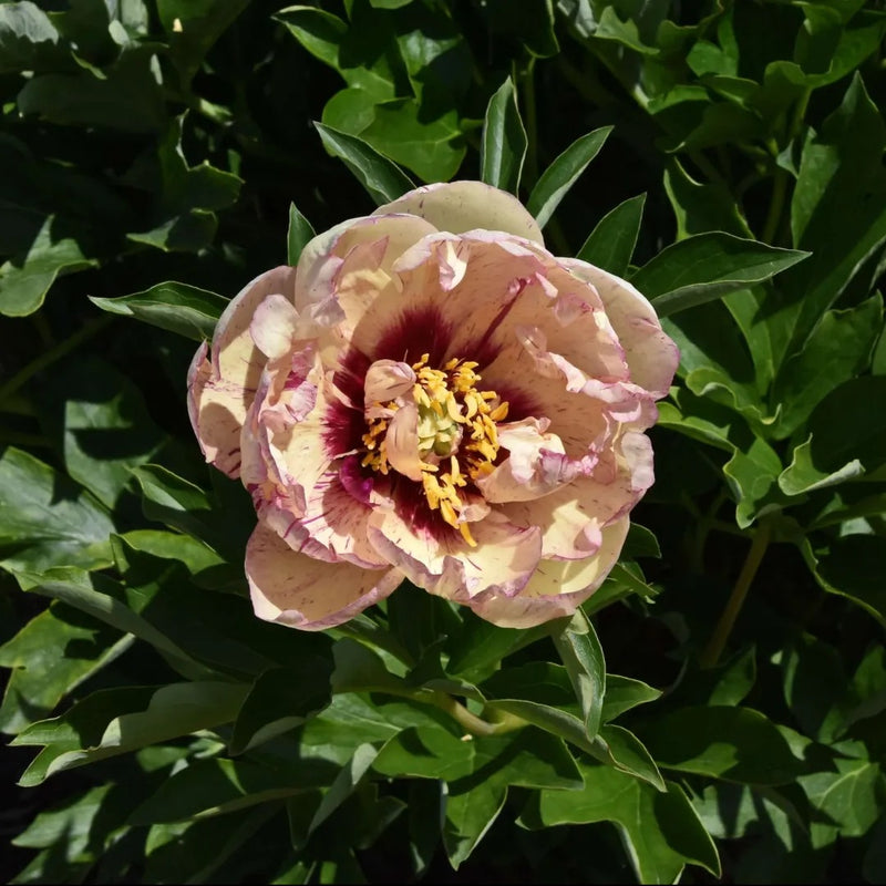 Lollipop Itoh Peony