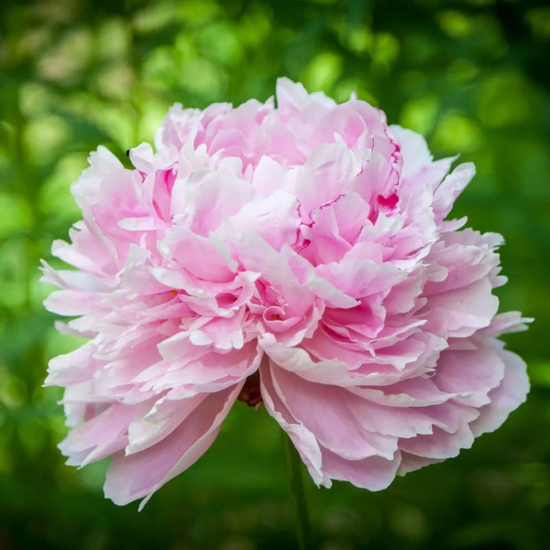 Sarah Bernhardt Peony