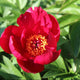 Scarlet Heaven Itoh Peony