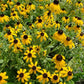 American Gold Rush Black Eyed Susan